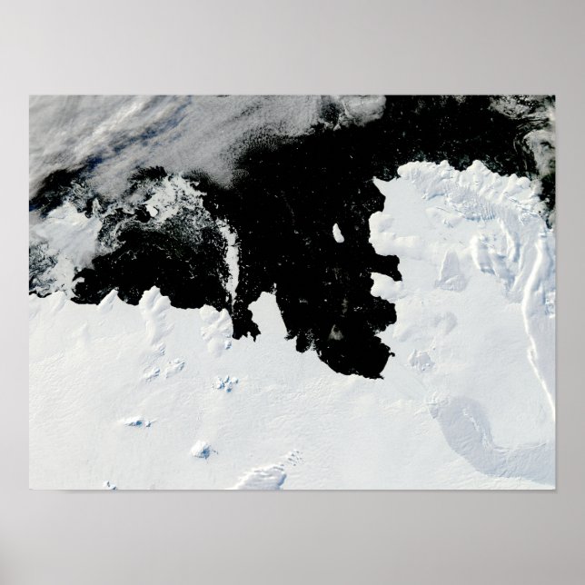 Öbukten gräs i Väster Antarctica Poster (Framsidan)
