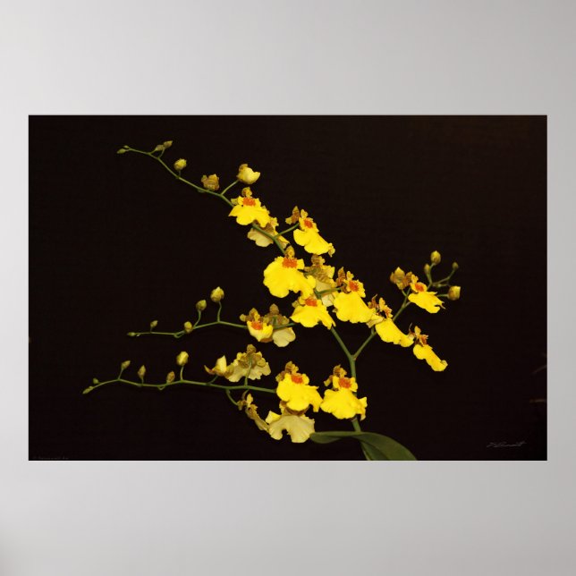 Oc Gult Orchid Art Poster -60 x 40 - eller mindre (Framsidan)
