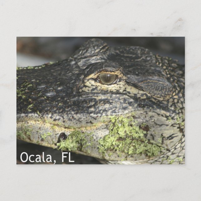 Ocala Gator-vykort Vykort (Framsida)