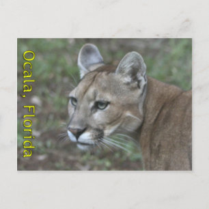 Ocala Panther vykort