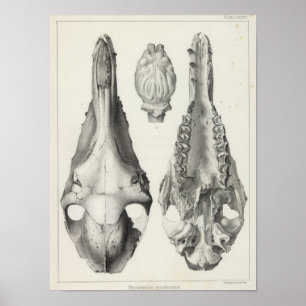 Occidentalis för LXXVI Procamelus Poster