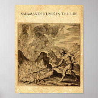 OCCULT BRANDSALAMANDER POSTER