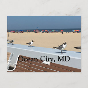 Ocean City Beach, MD med fåglar Vykort