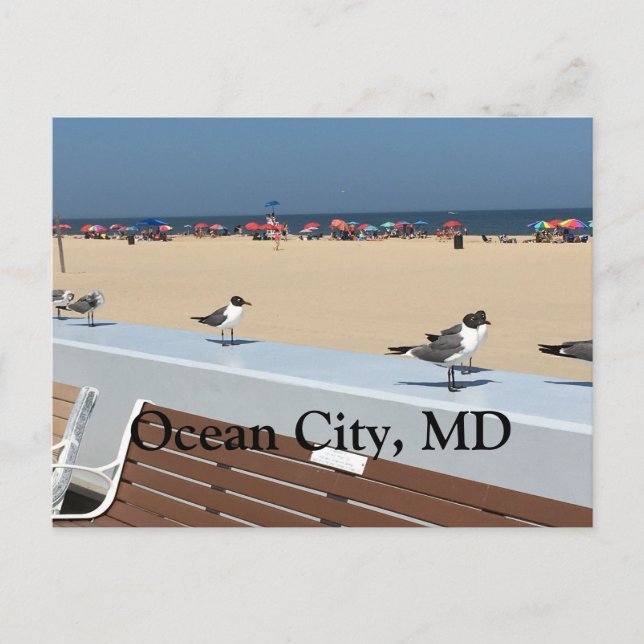 Ocean City Beach, MD med fåglar Vykort (Framsida)