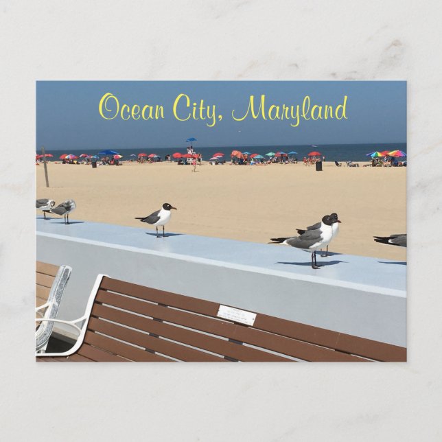 Ocean City Maryland Birds Vykort (Framsida)