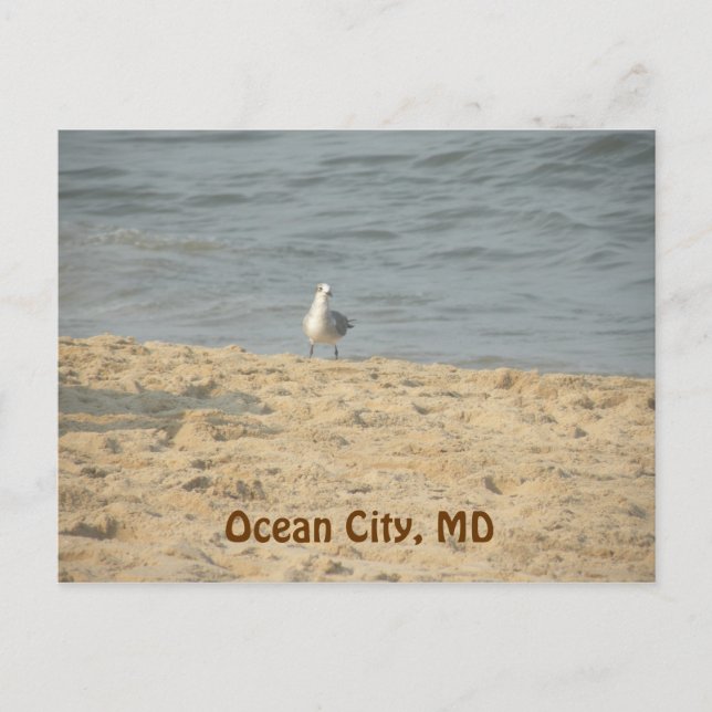 Ocean City, MD Postcard Vykort (Framsida)