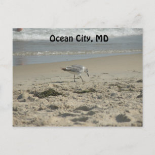 Ocean City, MD Postcard Vykort