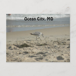 Ocean City, MD Postcard Vykort
