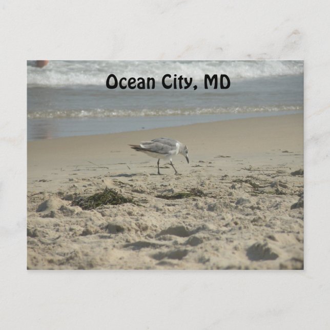 Ocean City, MD Postcard Vykort (Framsida)