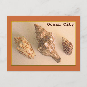 Ocean City Snäckors vykort