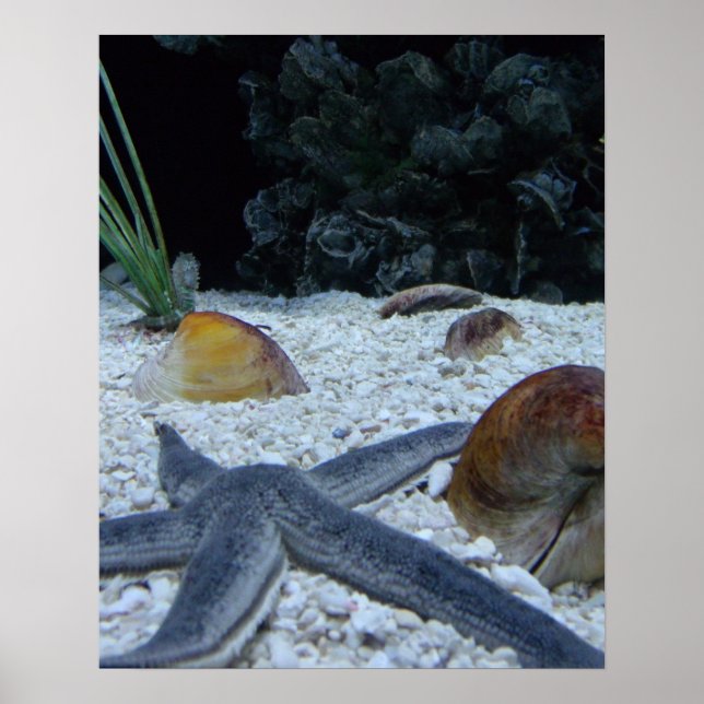 Ocean Life Poster (Framsidan)