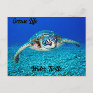 Ocean Life Vatten Turtle Vykort