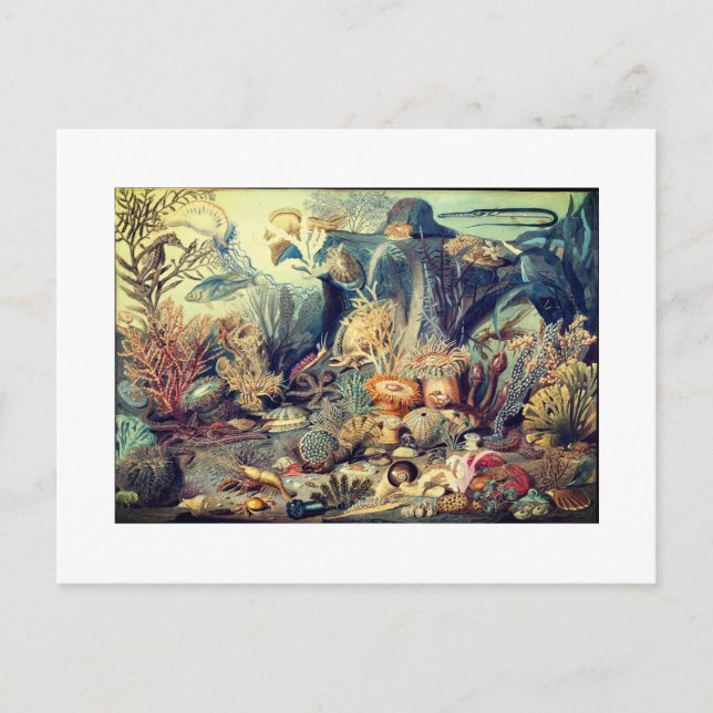 OCEAN LIFE VINTAGE VYKORT (Framsida)