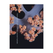 Ocean Memory / Mjuk Korall #001