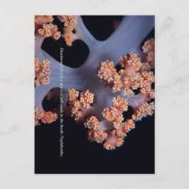 Ocean Memory / Mjuk Korall #001 Vykort