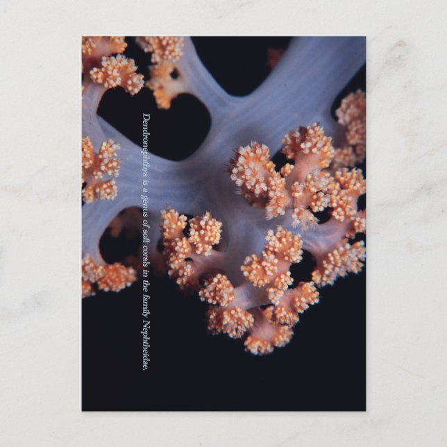 Ocean Memory / Mjuk Korall #001  Vykort (Framsida)
