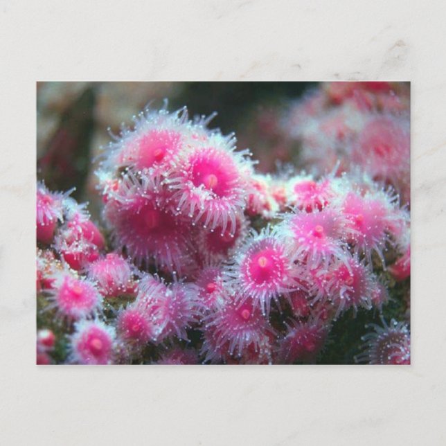 Oceanen Flora Vykort (Framsida)