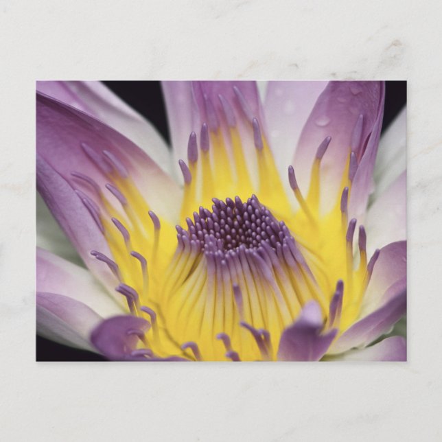 Oceanien, Fiji, Lila Panama Pacifica Nymphea Vykort (Framsida)