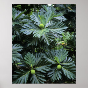 Oceanien, södra Stilla havet, Fransk Polynesien Poster
