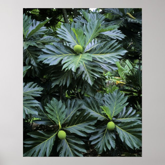 Oceanien, södra Stilla havet, Fransk Polynesien Poster (Framsidan)