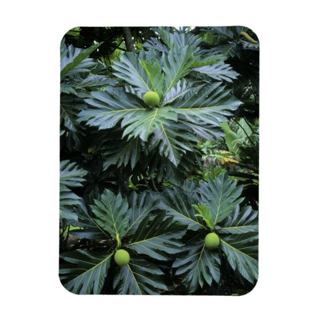 Oceanien, södra Stilla havet, Franska Polynesien, Magnet (Vertikal)