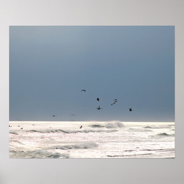 Oceanshorisont med Brown Pelicans Färg 16 x 20 Poster (Framsidan)
