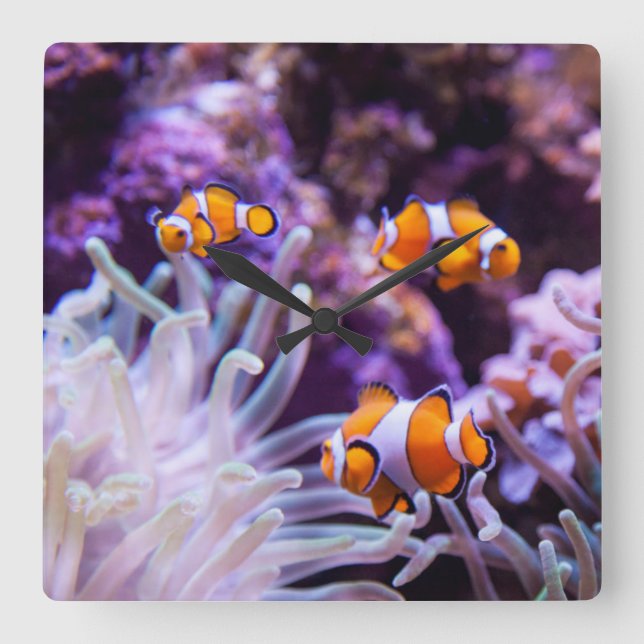 Ocellaris Clownfish | Amphiprion Ocellaris Fyrkantig Klocka (Framsida)