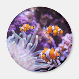 Ocellaris Clownfish Amphiprion Ocellaris Magnet