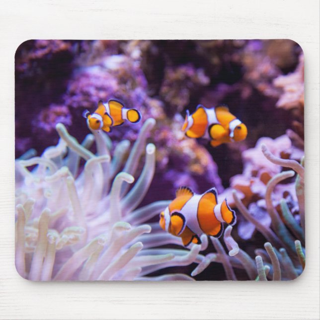 Ocellaris Clownfish | Amphiprion Ocellaris Musmatta (Framsidan)