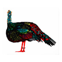 Ocellated Turkey
