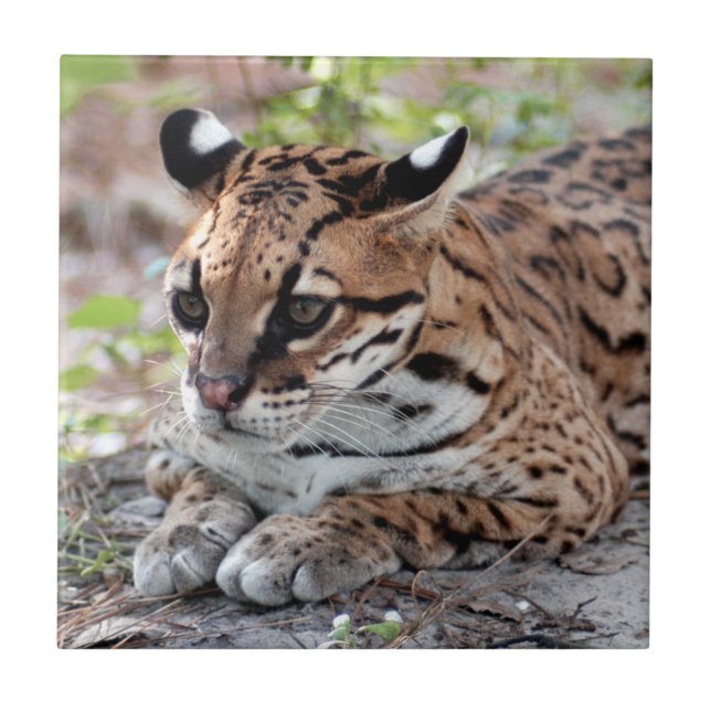 Ocelot 02 9x9 kakelplatta (Framsidan)