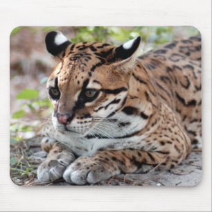 Ocelot 02 9x9 musmatta