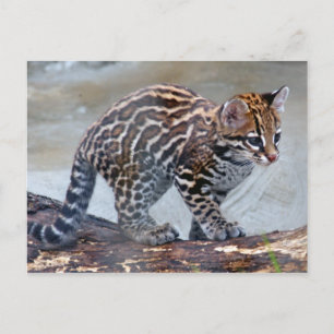 ocelot baby4x6 vykort