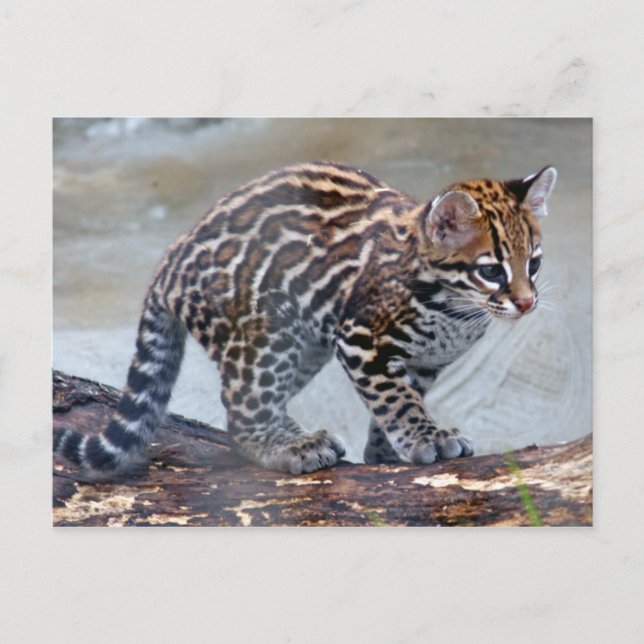 ocelot baby4x6 vykort (Framsida)