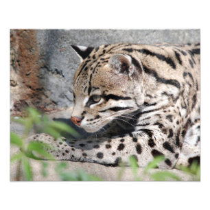 Ocelot Closeup Fototryck