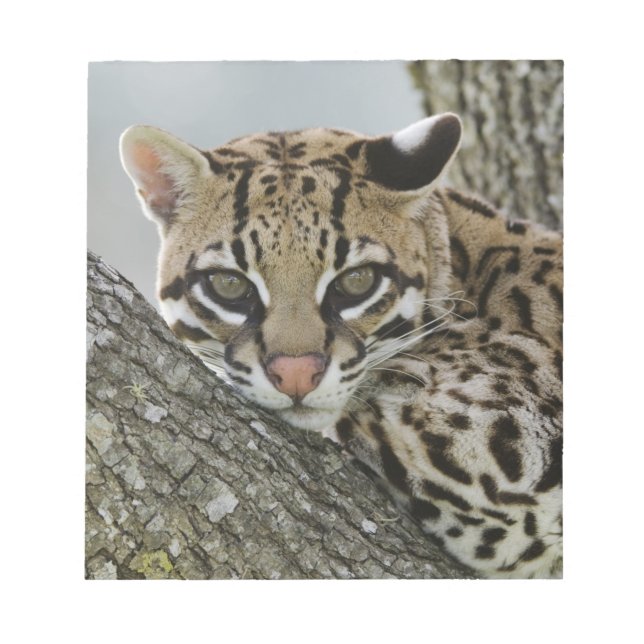 Ocelot, Felis pardalis, i fångenskap, hona vilande Anteckningsblock (Framsida)
