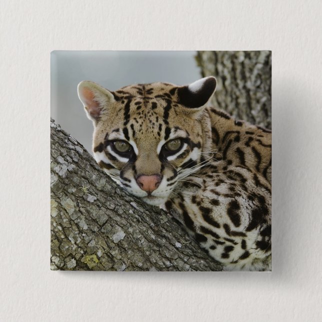 Ocelot, Felis pardalis, i fångenskap, hona vilande Knapp (Framsida)