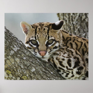 Ocelot, Felis pardalis, i fångenskap, hona vilande Poster