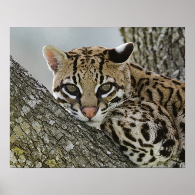 Ocelot, Felis pardalis, i fångenskap, hona vilande Poster (Framsidan)
