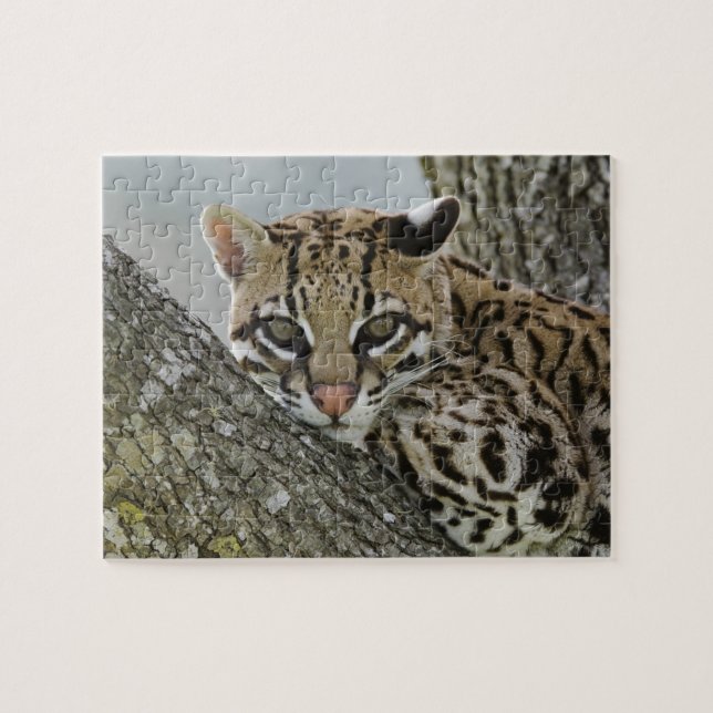 Ocelot, Felis pardalis, i fångenskap, hona vilande Pussel (Horisontell)