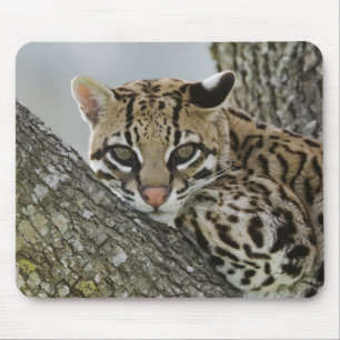 Ocelot, Felis pardalis, i fångenskap, hona vilar 2 Musmatta