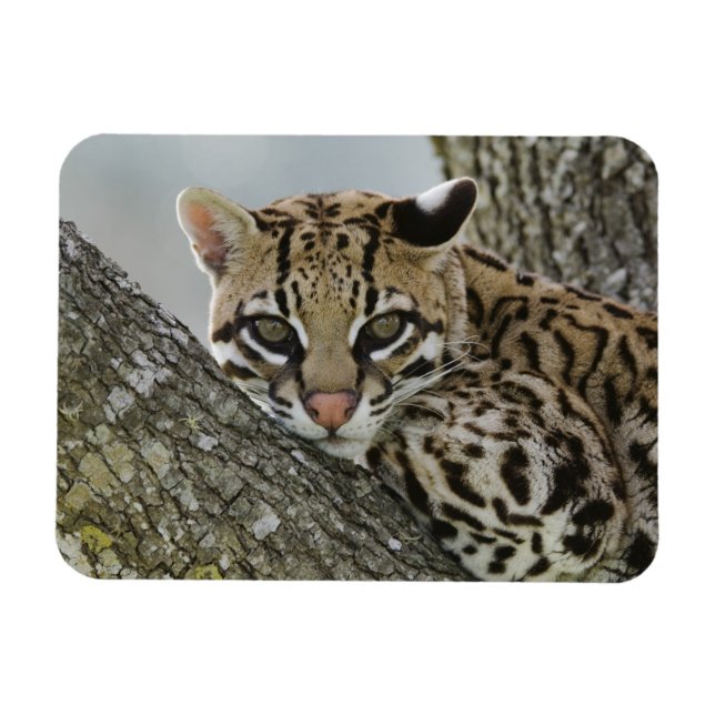 Ocelot, Felis pardalis, i fångenskap, vilande hona Magnet (Horisontell)