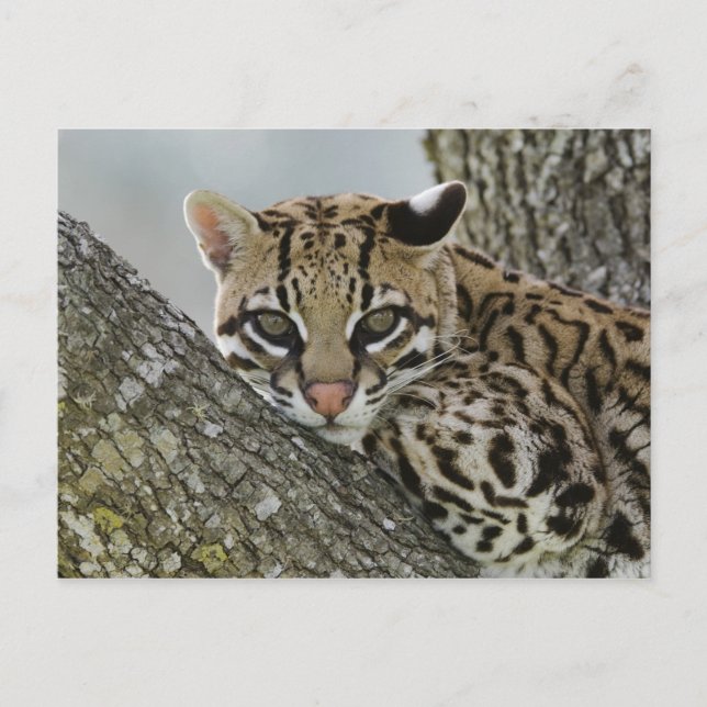 Ocelot Felispardalis, fången, kvinnliga vila 2 Vykort (Framsida)