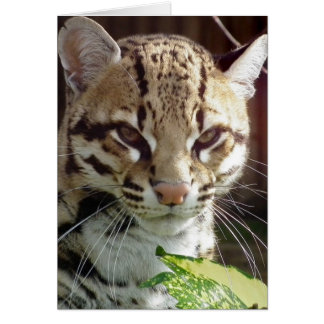Ocelot Hälsningskort