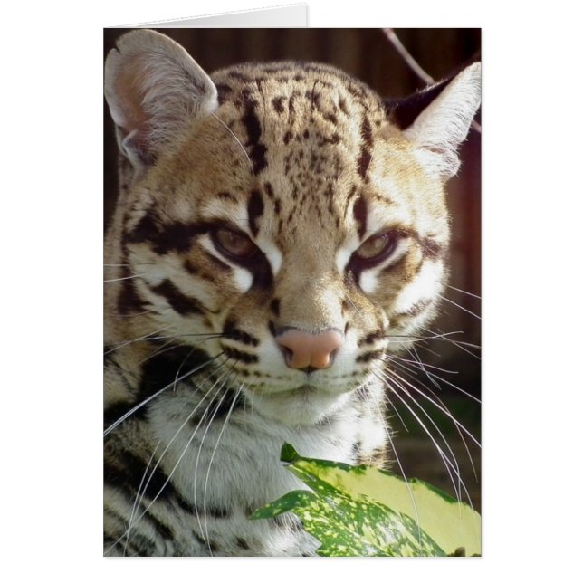 Ocelot Hälsningskort (Framsidan)