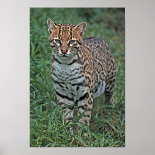 OCELOT Leopardus pardalis) CENTRAL AMERIKA Poster