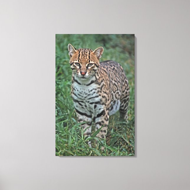OCELOT Leopardus pardalis) CENTRALAMERIKA Canvastryck (Framsida)
