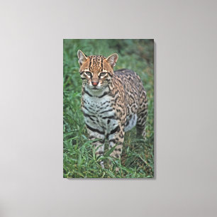 OCELOT Leopardus pardalis) CENTRALAMERIKA Canvastryck