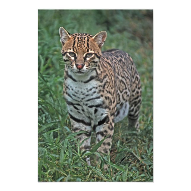 OCELOT Leopardus pardalis) CENTRALAMERIKA Fototryck (Framsidan)