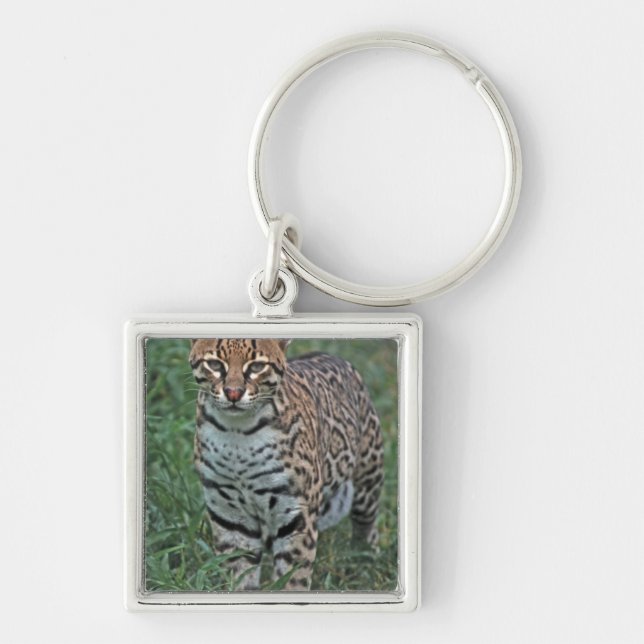 OCELOT Leopardus pardalis) CENTRALAMERIKA Fyrkantig Silverfärgad Nyckelring (Framsidan)